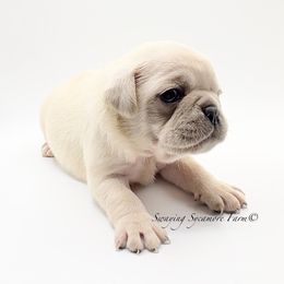 Pug and Shih Tzu Puppies from Swaying Sycamore Farm