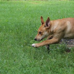 Carolina Dog Puppies from Williams Sweet Carolina