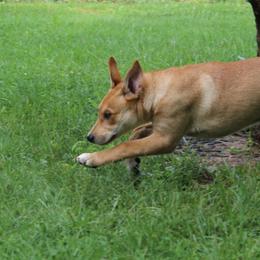 Carolina Dog Puppies from Williams Sweet Carolina