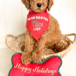Cider - Red  male Goldendoodle puppy in Atwater, California from Alvdoodles