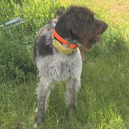 Wylie - Brown and gray male Wirehaired Pointing Griffon puppy in Sheldon, Vermont from Ole Poor Farm