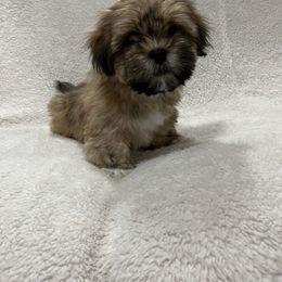 Lhasa Apso and Shih Tzu Puppies from The Ruff Life Tribe