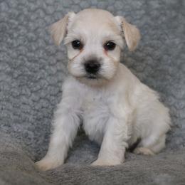Oatmeal - White male Miniature Schnauzer puppy in Tremonton, Utah from Rocky Mountain Schnauzer