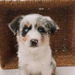 Truvvy - Blue merle female Australian Shepherd puppy in Unionville, Iowa from Soap Creek Kennels