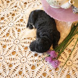 Poodle Puppies from Setting the Standard Poodles