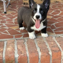 Cardigan Welsh Corgi Puppies from Luxe Cardigan Welsh Corgis