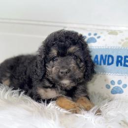 Glory - Wavy Coat - Tri-color female Bernedoodle puppy in Beecher, Illinois from Erica’s Doodles