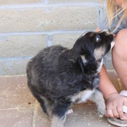 Kraken - Black tri-color female Australian Shepherd puppy in Sonoita, Arizona from Gardner Canyon Kennels