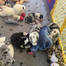 Border Collie Puppies from Janese's Border Collies