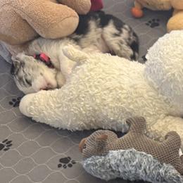 Border Collie Puppies from Janese's Border Collies