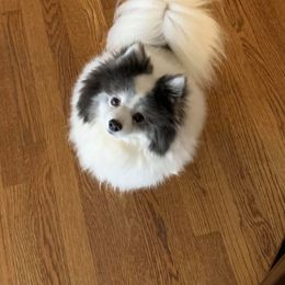 Pomeranian and Pomsky All Grown Up from Alpha Poms & Pomskies