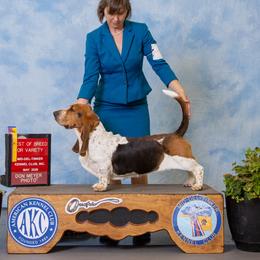 Sally - Basset Hound
