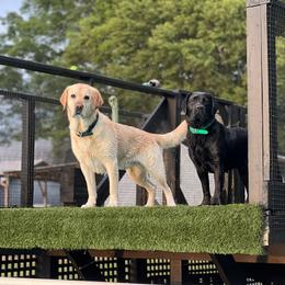 Labrador Retriever All Grown Up from Tidal Retrievers