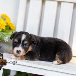 Georgia - Black tri female Toy Australian Shepherd puppy in Granbury, Texas from Best Little Aussies
