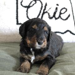 Golden Mountain Doodle Puppies from Silver Barn Doodles