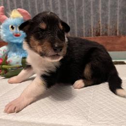 Collie Puppies from A/K Rough Collies