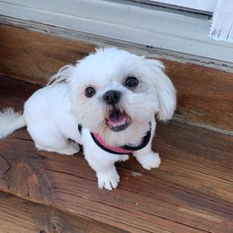 Delilah - Shih Tzu