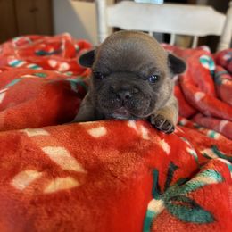 Herny - Blue fawn female French Bulldog puppy in Alabama from Southern Bulldogs