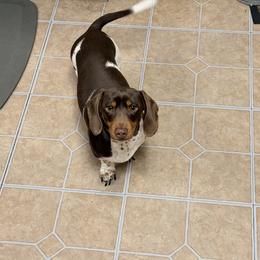 Chip - Dachshund