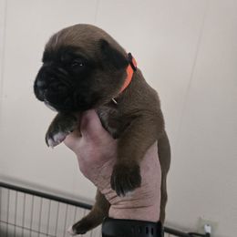 Orange - Fawn male Boxer puppy in Petrolia, Pennsylvania from Arktis Boxers