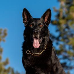 Finn - German Shepherd