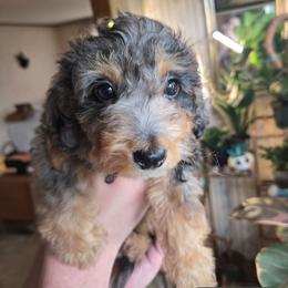 Amethyst - Blue roan and tan female Cockapoo puppy in Little Valley, New York from Velvet Moon Cockapoos
