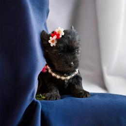 Little Raven - Black and gold female Yorkshire Terrier puppy in Howe, Oklahoma from Ray Holder