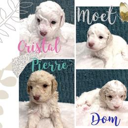 Aussiedoodles and Goldendoodles from Doodles of Paradise