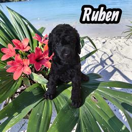 Ruben - Black male Poodle puppy in Port Orange, Florida from Daytona’s Standard Poodles