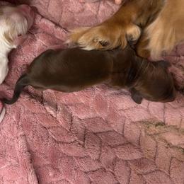 Chocolate girl - Chocolate and tan female Dachshund puppy in Canby, Oregon from Rainy Day Dachshunds