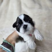 Lovey - Brown and white female Shichon puppy in Ronda, North Carolina from Willow River
