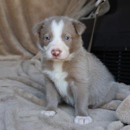 Teddy - Lilac male Border Collie puppy in Courtland, Alabama from C Bar C Ranch Border Collies