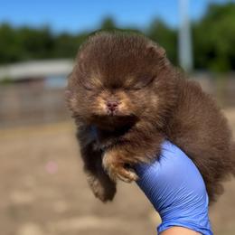 Nova - Chocolate and tan male Pomeranian puppy in Willow Spring, North Carolina from GTBBF Pomeranians