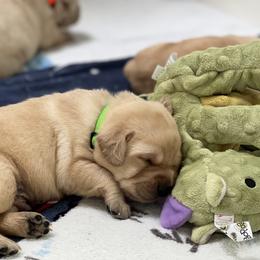 Labrador Retriever puppies from Moss Ridge Labradors