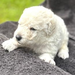 Boy 4 - male Kuvasz puppy in Wimauma, Florida from Whiterock