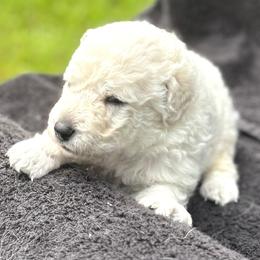 Boy 4 - male Kuvasz puppy in Wimauma, Florida from Whiterock