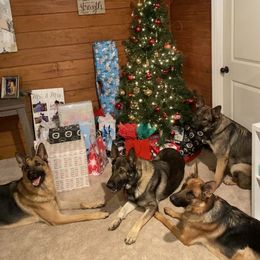 German Shepherd All Grown Up from Angel Oak German Shepherds