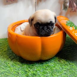 Hazel (pink collar) - Fawn female Pug puppy in Hereford, Arizona from Broken Road Ranch Pugs