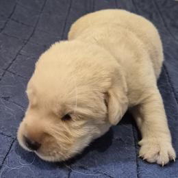 Peter, black collar - Yellow male Labrador Retriever puppy in Greenwich, Ohio from Pure Gem Kennel