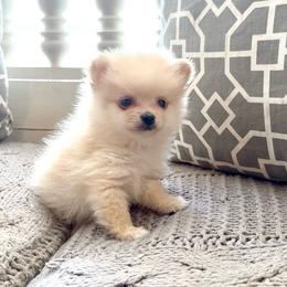 Leia - Cream parti female Pomeranian puppy in Stroud, Oklahoma from Laik’s Little Shihtz & Poms
