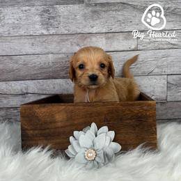 Fawn - Cream female Goldendoodle puppy in Utah County, Utah from Big Hearted Breeders