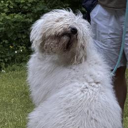 Csonger - Komondor