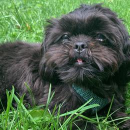 Shih Tzus from Cutest Shih Tzu of New England