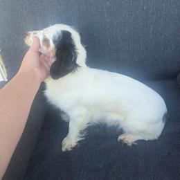 Flurry - Dachshund