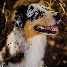 Suede - Australian Shepherd