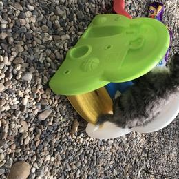 Aussiedoodle and Poodle Puppies from Arena Valley Acres LLC