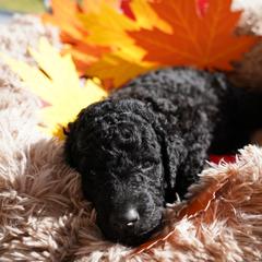 Curly-Coated Retriever Puppies from CHAPARRAL CURLY RETRIEVERS