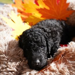 Curly-Coated Retriever Puppies from CHAPARRAL CURLY RETRIEVERS