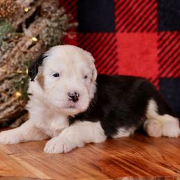 Buddy - Gray and white male Old English Sheepdog puppy in Cleveland, Tennessee from Narrow Path Old English & Sheepadoodles