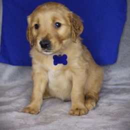 Bernese Mountain Dog and Golden Retriever Puppies from Colson Kennels